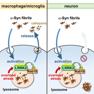 Lysosomal release