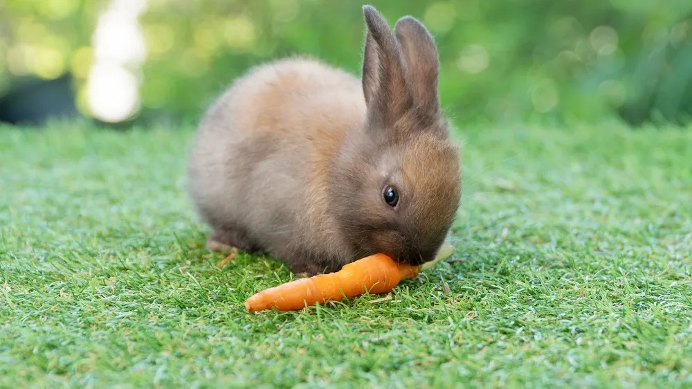 Rabbit eating carrot