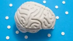 Brain model