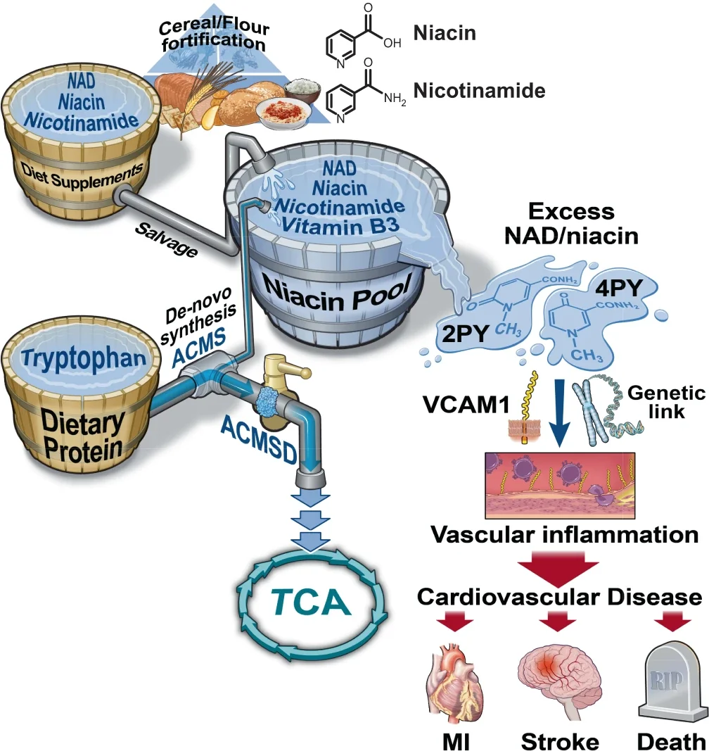 Niacin CVD