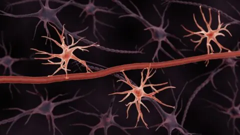 Astrocytes