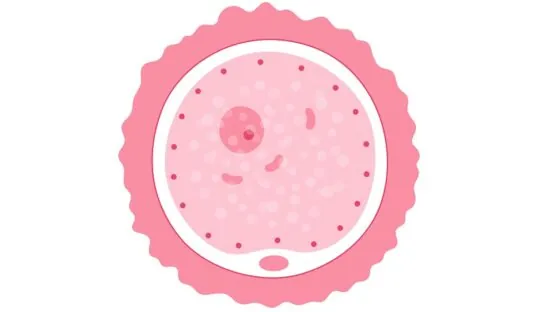 Egg cell