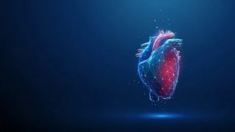 Human heart