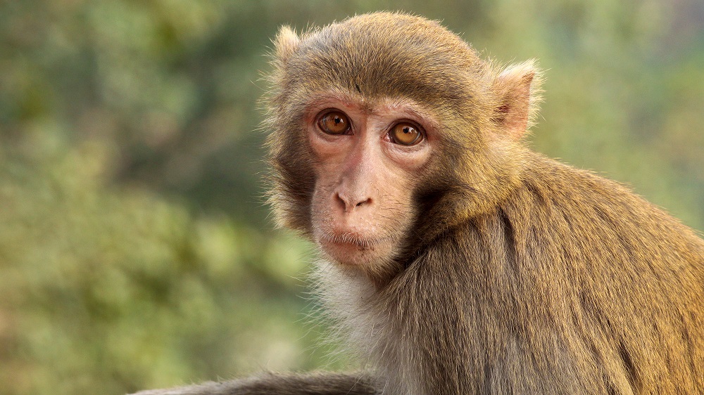 Fewer Calories Change Gut Bacteria in Monkeys | Lifespan.io