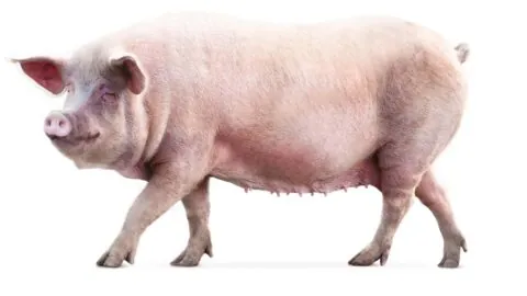 Pig