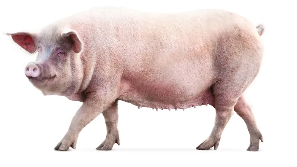 Pig