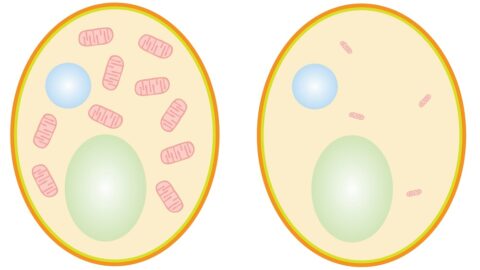 Cells with shrunken mitochondria