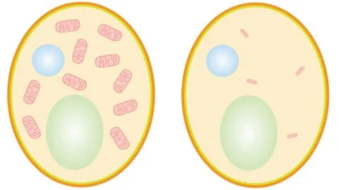 Cells with shrunken mitochondria