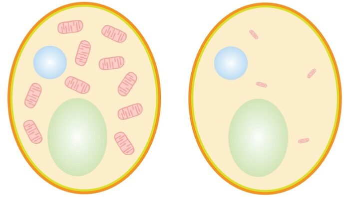 Cells with shrunken mitochondria