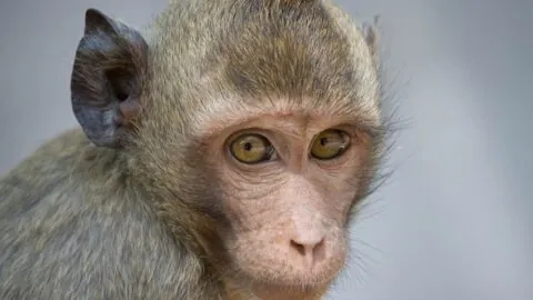 Cynomolgus Monkey