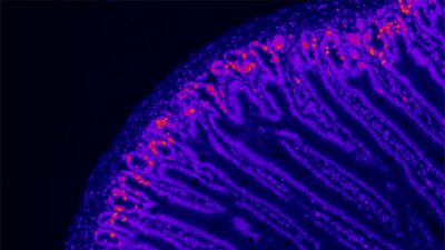 Mitochondria up close