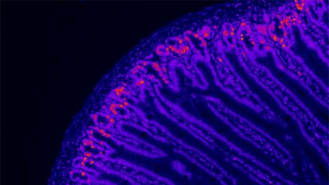 Mitochondria up close