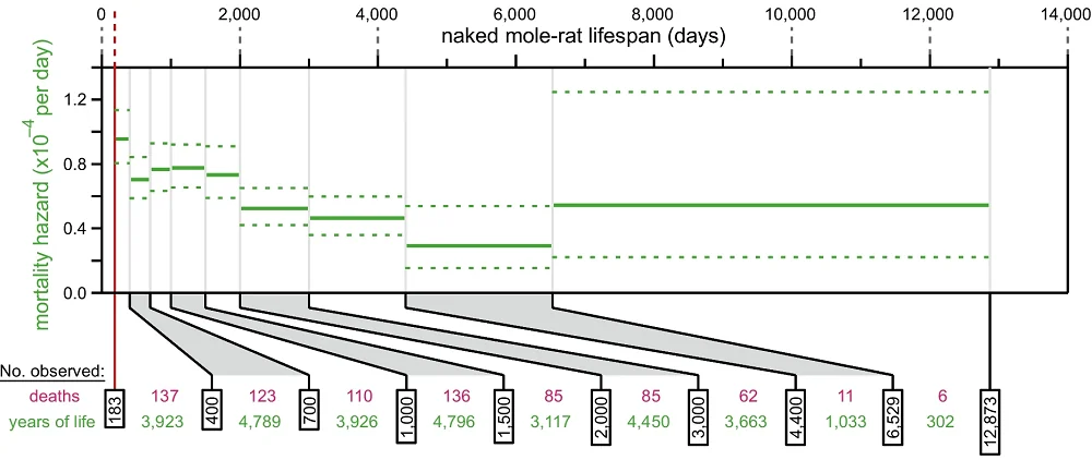 Naked mole rat survival