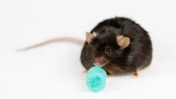 Junk food mouse