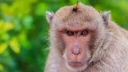 Long-tailed macaque face