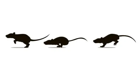 Mouse race