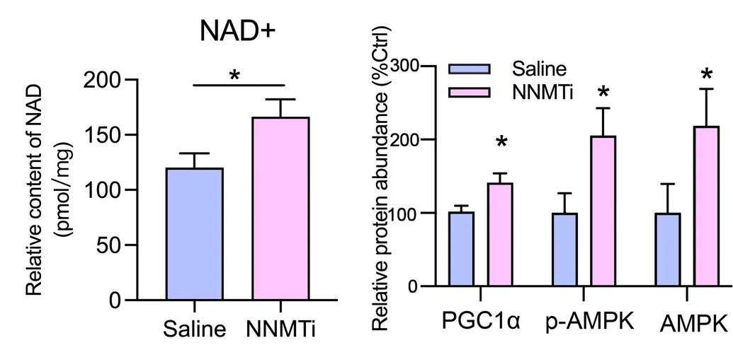 NNMT Inhibition