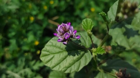 Psoralea corylifolia