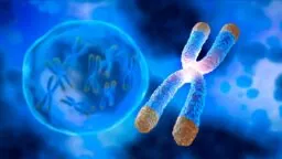 Telomeres on chromosomes