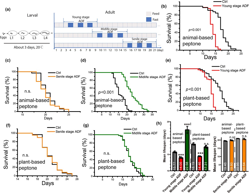 Alternate-day fasting in worms