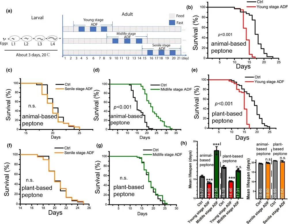 Alternate-day fasting in worms