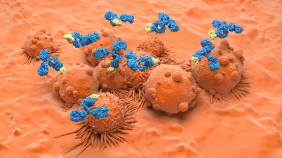 Antibodies attacking tumors