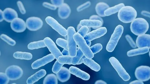 Blue gut bacteria