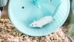 Mouse on wheel