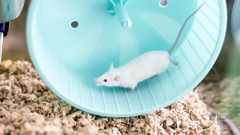 Mouse on wheel