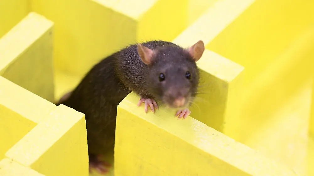 Rat in maze