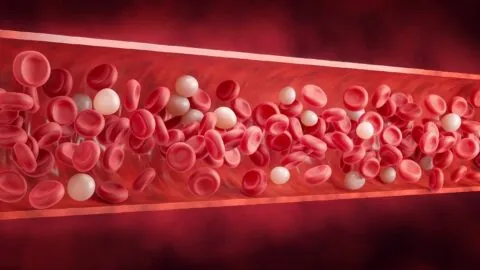 Flowing blood with white blood cells