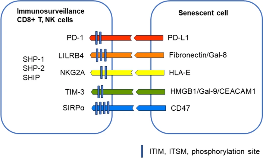 Immunosuppressants in senescence