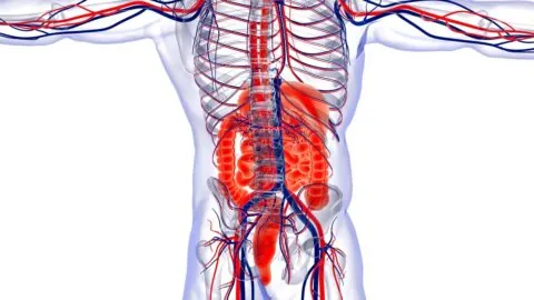 Intestines and blood vessels