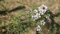 Manuka Tree