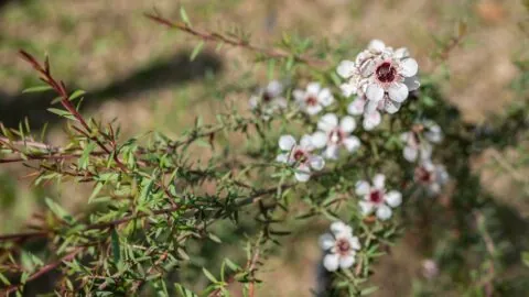 Manuka Tree