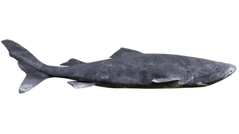 Greenland Shark