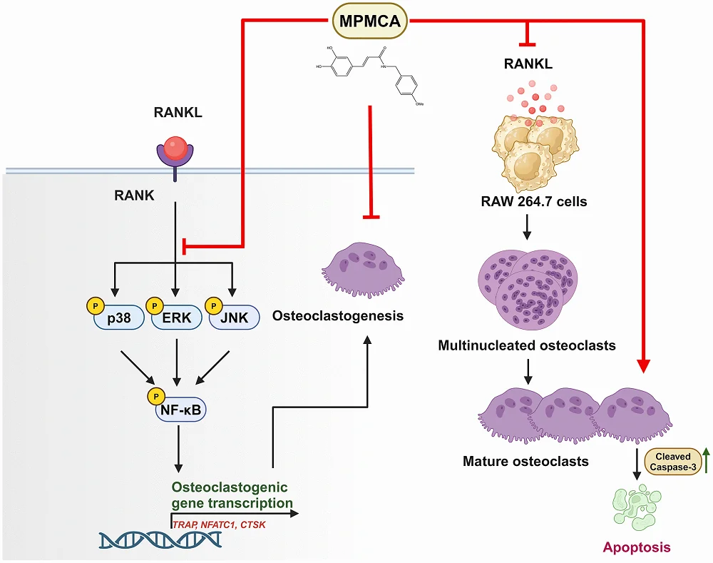 MPMCA osteoclasts