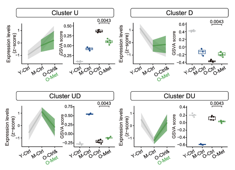 Metformin in monkeys