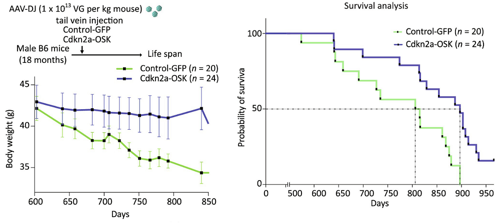 OSK Lifespan