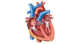 Heart ventricles