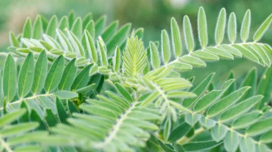 Astragalus