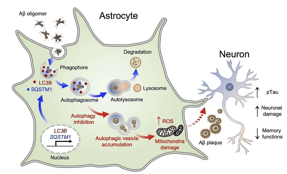 Astrocyte