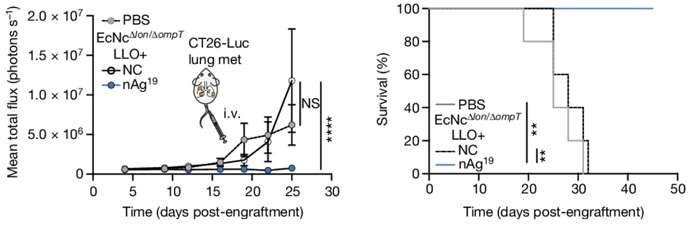 Bacterial Tumor Mouse Survival