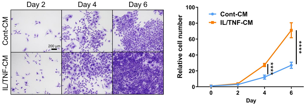 SASP Cell Proliferation