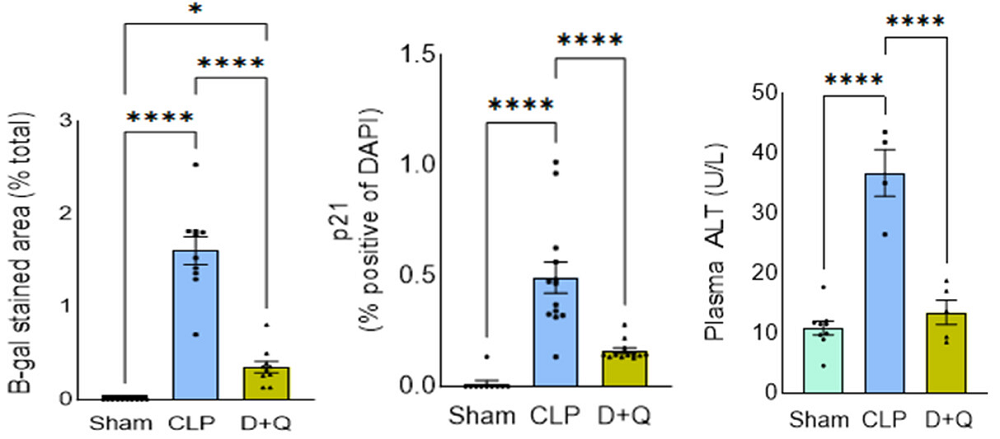 Senolytic sepsis biomarker effects