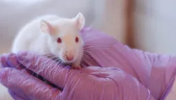 A researcher holding a lab rat.