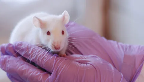 A researcher holding a lab rat.