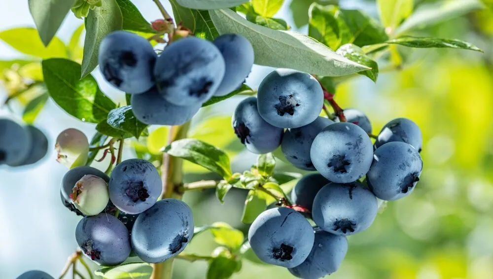 An image of a blueberry.