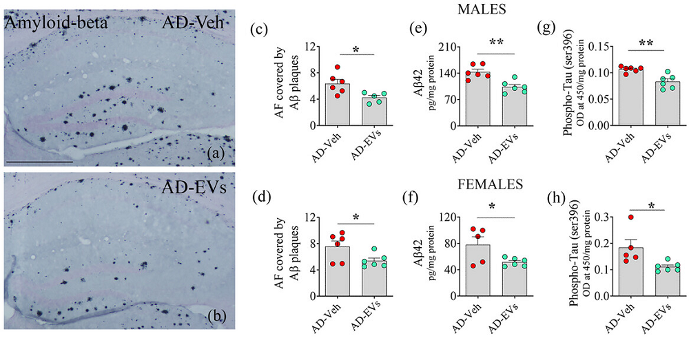 EVs Alzheimer's Mice