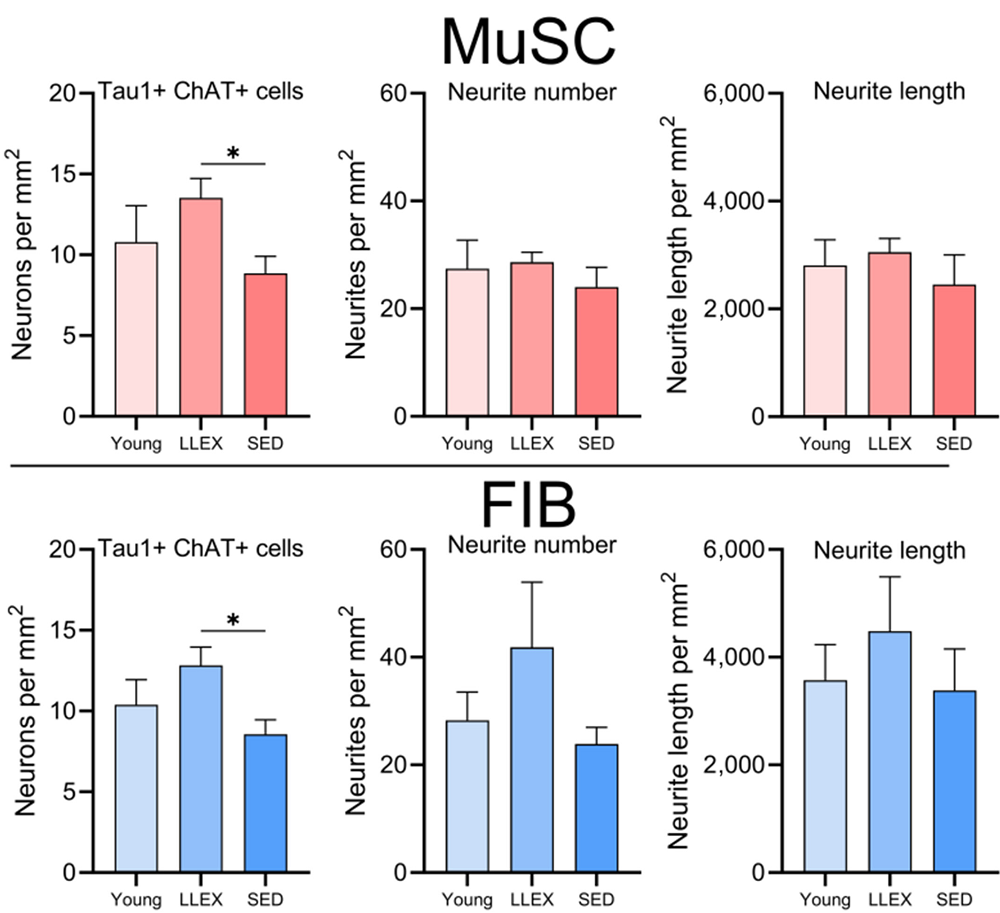 Neuronal survival with exercised cells